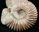 Double Mantelliceras Ammonite ( & inches) #12396-2